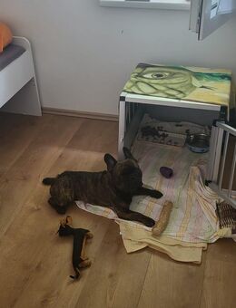 Französische Buldogge in gute Hände abzugeben - Bernsdorf Wiednitz