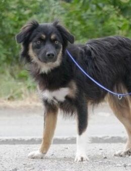 Illmare ist ein Traumhündchen! - Karben