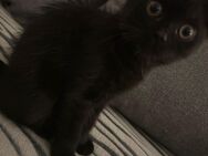 Wunderschönes British Kurz Haar Katzenbaby sucht liebevolles zuhause! - Gelsenkirchen Buer