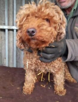 Nyuszö, liebes Pudelmädchen geb. 2022 - Remagen