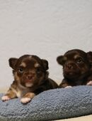 Wunderschöne Chihuahua-Welpen in 06808