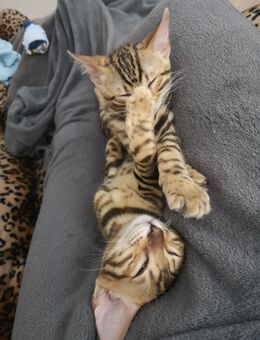 Bengal Kitten - Stolzenau