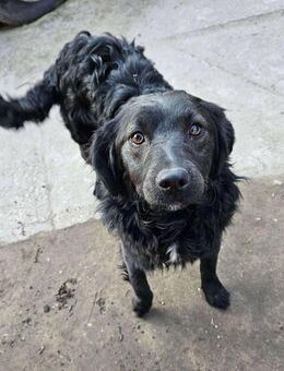 Jáde von kettenlos - Bollingstedt