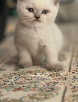 Katzenbabys - Schortens