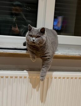 Britisch Kurzhaar Kater - Kassel
