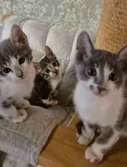 Super süße Bengal Mixies in blue - Sulzbach-Rosenberg