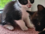 Babykatzen ab sofort auszugsbereit (m/w) Geschwisterpaar oder einzeln Kitten - Fredersdorf-Vogelsdorf