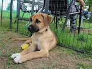 Rhodesian Ridgeback Mix Welpen - Stadecken-Elsheim