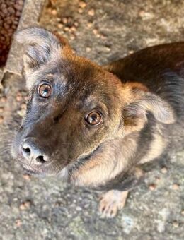 ORLANDO ~mit seinen tollen braunen Augen - Duisburg