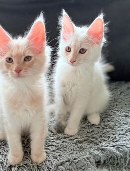 Reinrassige Maine Coon Kitten - Oelde
