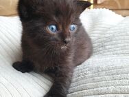 Kitten BKH + American Curl mix Katzenbaby - Lampertswalde