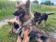 Deutscher Schäferhund Welpen Rüden gerader Rücken Wachhund - Finsterwalde Zentrum