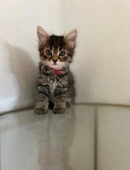 Maine Coon Mix Kitten - Villingen-Schwenningen