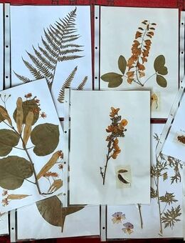 Vintage Herbarium aus den 70er Jahren - - Niederfischbach