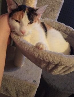 Luna sucht dringend ein Liebevolles und fürsorgliches zuhause - Rostock Lütten Klein