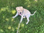 Reinrassiger Labrador - Offenburg