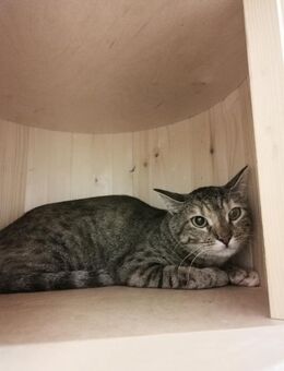 Peppina aus dem Tierschutz - Grevenbroich