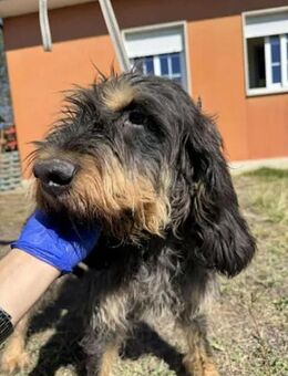 CINCO - ein Anfängerhund - Regensburg