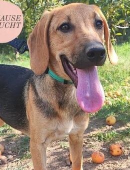 Welpenmädchen Lucy sucht ihr Glück❤️ - Saarbrücken