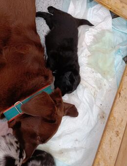 Aussiedor Welpen vom Tannenhof, Wurf vom 18.10.2025 Australian Shepherd / Labrador, Hybridrasse - Zülpich