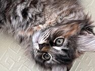 Fine - sibirische Katze mit Stammbaum - weiblich - Farbe: black torbie mc. - Wincheringen