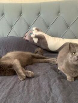 Fairy & Caillou suchen ein neues Zuhause - Kleinostheim