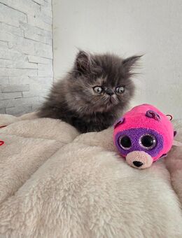 Ragdoll Perser Mix Kitten - Lünen