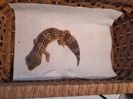 Leopardgecko Männchen - Lehe (Niedersachsen)