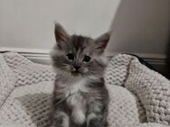 Maine Coon Kitten