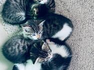 EKH Kätzchen Katzen Babys Kitten - Neustadt (Rübenberge)