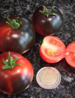 Blaue Zimmertomate - Zwergtomate - Stuttgart