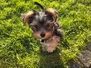 Mini Yorkshire Terrier Welpe (Rüde) sucht sein Zuhause! - Ohne