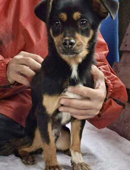 Luki - verschmuster kleiner Kerl - Koblenz