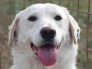 Janosch-ruhiger Labrador-Mix-Rüde, 48cm - Rösrath