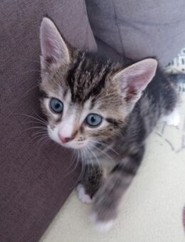 🐾 Zwei Kater & eine dreifarbige Prinzessin suchen ihr Zuhause! 💕 - Dormagen