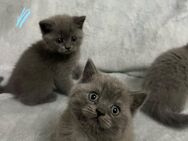 Bkh Kitten - Salzgitter