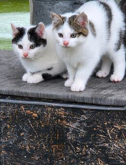 2 süße Katzen - Berlin Mitte