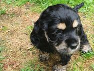 AMERICAN COCKER SPANIEL WELPEN ZUVERKAUFEN - Neuwied Zentrum