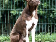 Choco sucht sein Sofa - Krefeld