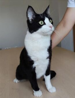 Raspy -sehr liebes, gutmütiges Katerchen - Wilhelmsfeld