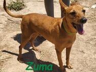 Zuma neugieriger Podenco 02/17 ESP - Ruppertsecken