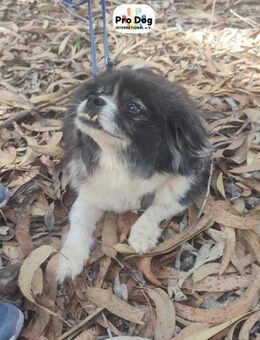 Benny auf Pflegestelle - Talkau