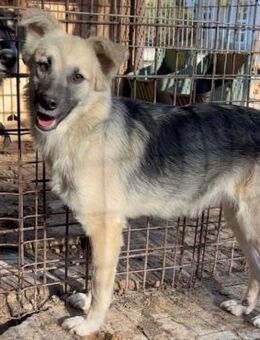 YOKO ~ zartes Hundemädchen - Duisburg