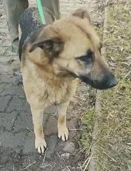 Maria 54 cm - Alpenrod