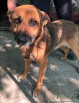 Mancs - geb. 01/2021 - Remagen