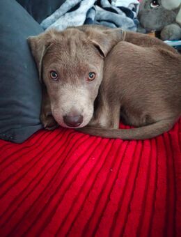 Labrador Rüde - Haan