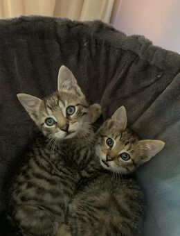 Kitten in liebevolle Hände abzugeben - Berlin Steglitz-Zehlendorf