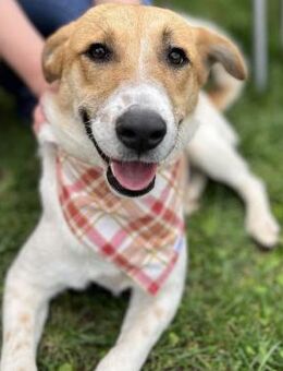 Jackie - Aktiver, liebenswerter Rüde - Berlin