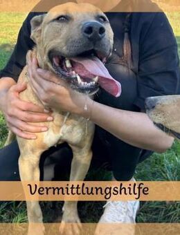 Menschenbezogener LEO sucht Zuhause ❤️ - Saarbrücken