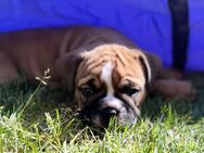 Bezaubernde Continental Bulldog Welpen nur in allerbeste Hände abzugeben - Lindlar